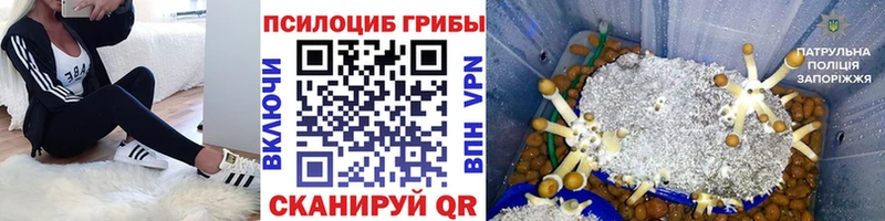 Псилоцибиновые грибы мицелий  blacksprut вход  Северобайкальск 